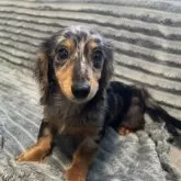 カニンヘンダックスフンド(ロング)【青森県・女の子・2025年5月19日・シルバーダップル】の写真10