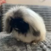 ペキニーズ【青森県・男の子・2025年5月10日・フォーン、ホワイトマーキング】の写真12