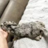 チワワ(ロング)【青森県・男の子・2025年5月4日・ブルーマールホワイトマーキング】の写真12