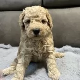 ミディアムプードル【青森県・女の子・2025年5月24日・ペールフォーン】の写真13