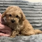 タイニープードル【青森県・男の子・2025年8月31日・オレンジフォーン】の写真13