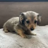 カニンヘンダックスフンド(ロング)【青森県・男の子・2025年7月29日・レディシュイエロー(旧シェーデッドゴールド)】の写真13