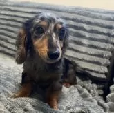 カニンヘンダックスフンド(ロング)【青森県・女の子・2025年5月19日・シルバーダップル】の写真7