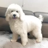 スタンダードプードル【青森県・女の子・2025年6月14日・ペールフォーン】の写真15