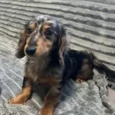 カニンヘンダックスフンド(ロング)【青森県・女の子・2025年5月19日・シルバーダップル】の写真6