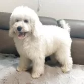 スタンダードプードル【青森県・女の子・2025年6月14日・ペールフォーン】の写真9