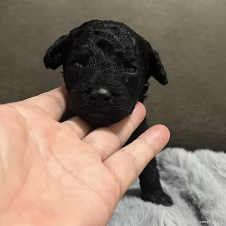 ID：2503-06759の子犬