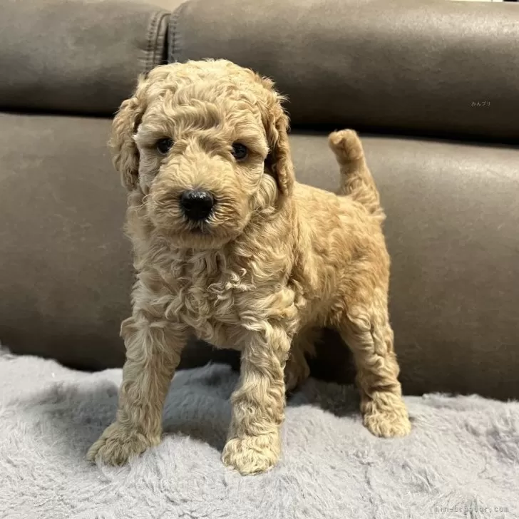 ミディアムプードル【青森県・女の子・2025年5月24日・ペールフォーン】の写真1