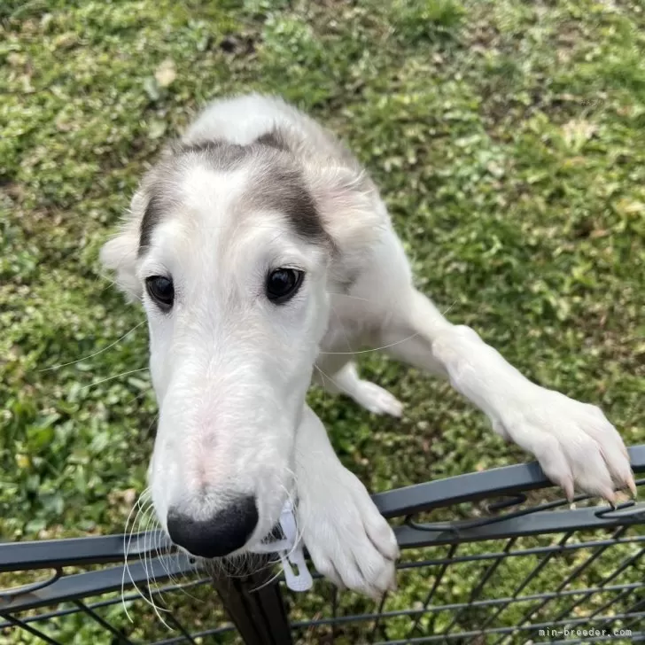 ID:2409-04159の子犬