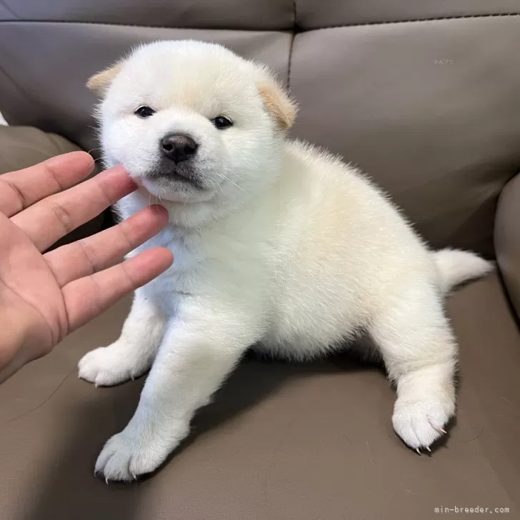 ID：2503-06232の子犬