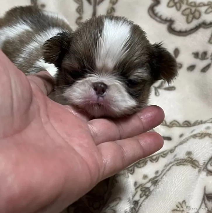 ID:2411-05631の子犬