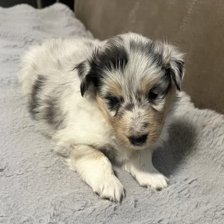 青汁 様のお迎えした子犬