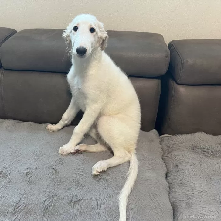 ID：2506-06821の子犬