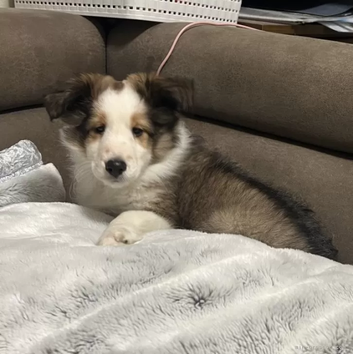 カズマ 様のお迎えした子犬