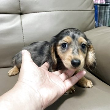 カニンヘンダックスフンド(ロング)【青森県・男の子・2025年3月9日・シルバーダップル】の写真「小さな可愛い男の子」