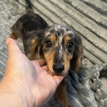 カニンヘンダックスフンド(ロング)【青森県・女の子・2025年5月19日・シルバーダップル】の写真「めちゃくちゃ可愛い女の子💕」