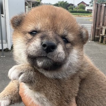 柴犬(標準サイズ)【青森県・女の子・2025年5月25日・赤】の写真「可愛い子です。」