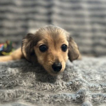 カニンヘンダックスフンド(ロング)【青森県・男の子・2025年7月29日・レディシュイエロー(旧シェーデッドゴールド)】の写真「唯一無二の超超ミニサイズ。めちゃくちゃ可愛い💕」