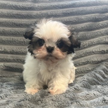 シーズー【青森県・女の子・2025年10月19日・ゴールド&ホワイト】の写真「可愛い小さなシーズー」