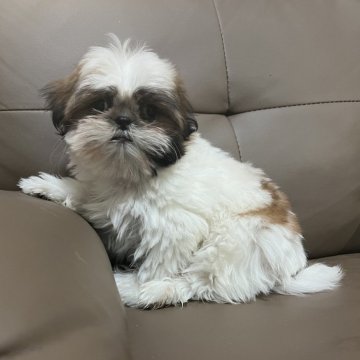 シーズー【青森県・男の子・2024年11月16日・ゴールド&ホワイト】の写真「可愛いベルナの1匹子」