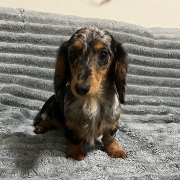 カニンヘンダックスフンド(ロング)【青森県・女の子・2025年5月26日・シルバーダップル】の写真「綺麗な柄の女の子」