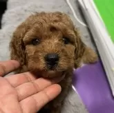 ミニチュアプードル