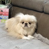 ペキニーズ