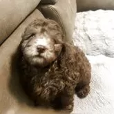 ミディアムプードル