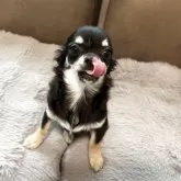 チワワ(ロング)