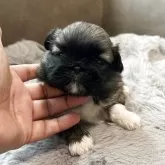ペキニーズ