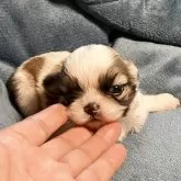 シーズー