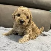 ミディアムプードル