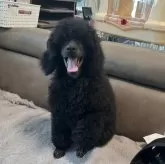 ミディアムプードル