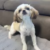 シーズー