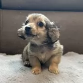 カニンヘンダックスフンド(ロング)【青森県・男の子・2025年7月29日・レディシュイエロー(旧シェーデッドゴールド)】の写真1