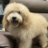 ミディアムプードル