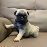 パグ