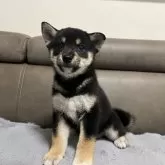 柴犬(標準サイズ)