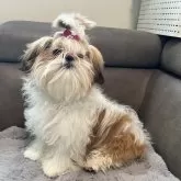 シーズー