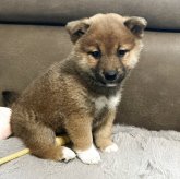 柴犬(標準サイズ)