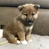 柴犬(標準サイズ)