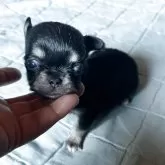 チワワ(ロング)
