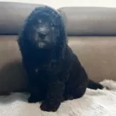 ミディアムプードル
