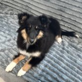 シェットランドシープドッグ