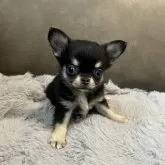 チワワ(ロング)