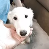 ボルゾイ