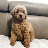 ミディアムプードル