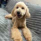 ミディアムプードル