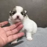ポメラニアン