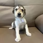 サルーキ